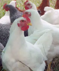 Poultry Processing