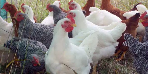 CHICKEN