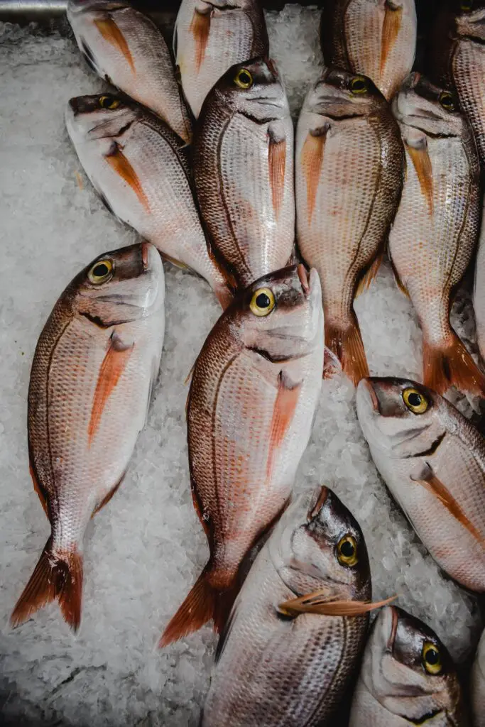 fresh caught fish on ice